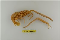 藏品(粗糙沼蝦)的圖片